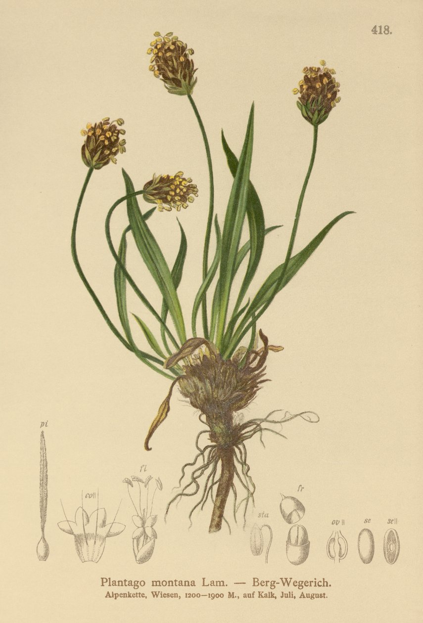 Dark Plantain (Plantago atrata, Plantago montana) tekijältä German School