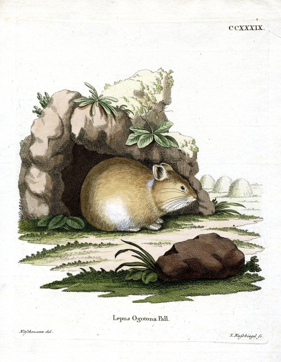Daurian Pika (värillinen kaiverrus) tekijältä German School