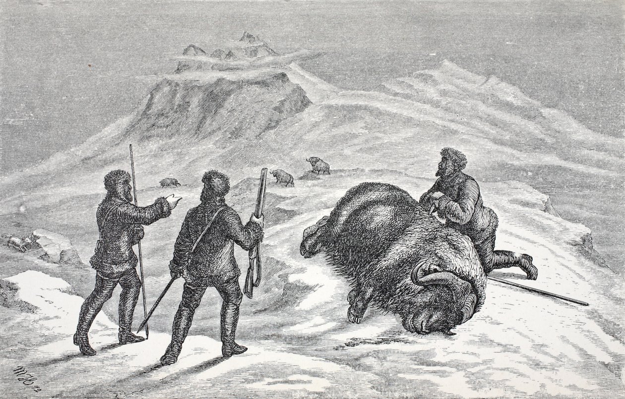 Death of the Musk Ox, pub. Lontoo 1874 tekijältä German School