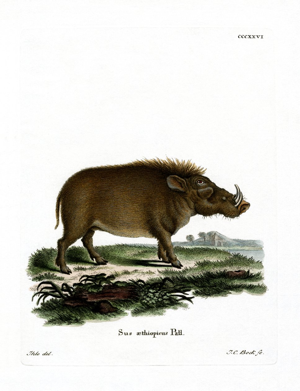 Desert Warthog (värillinen kaiverrus) tekijältä German School