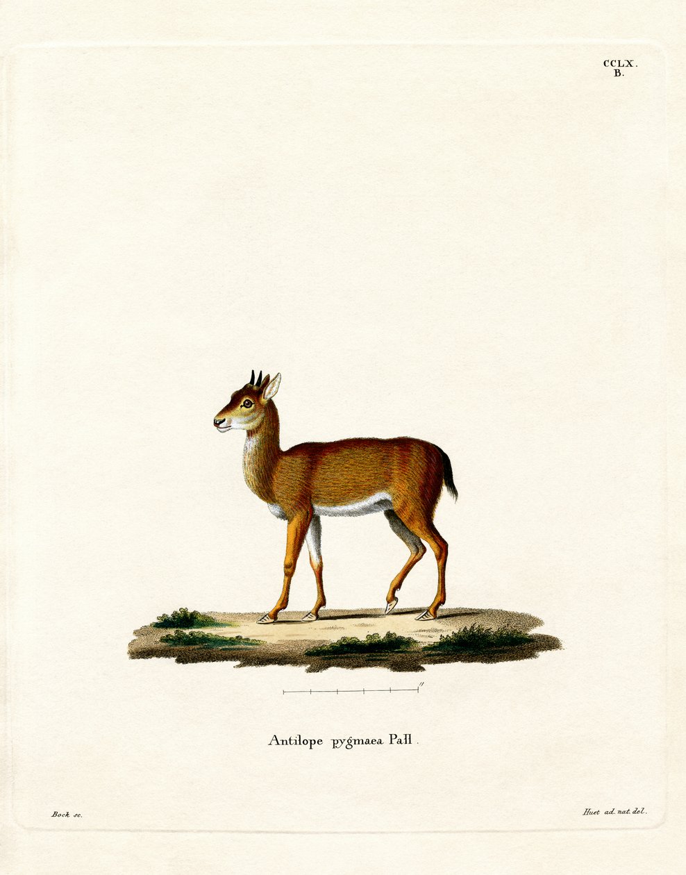 Dik-dik (värillinen kaiverrus) tekijältä German School