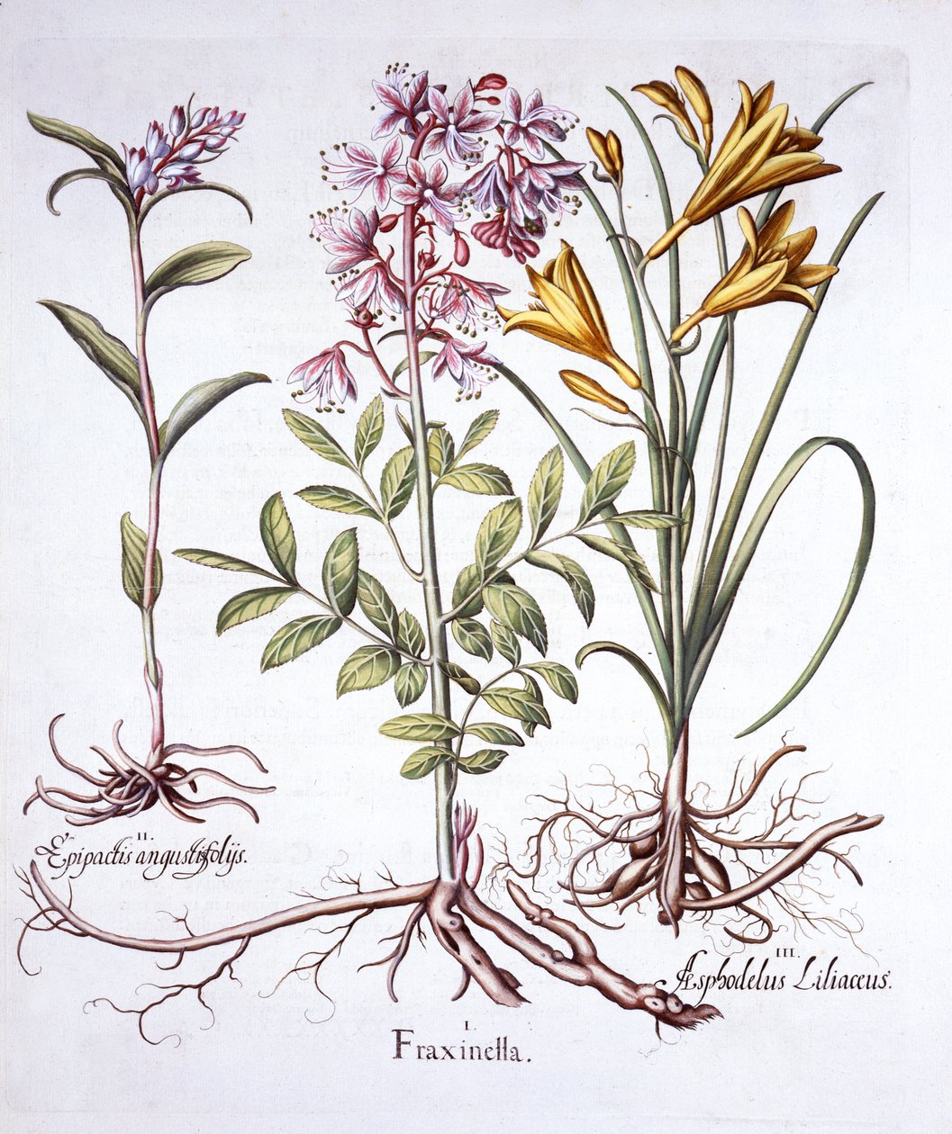 Dittany, White Helleborine ja Yellow Day Lily, Hortus Eystettensis, kirjoittanut Basil Besler (1561-1629), pub. 1613 (käsinvärinen kaiverrus) tekijältä German School