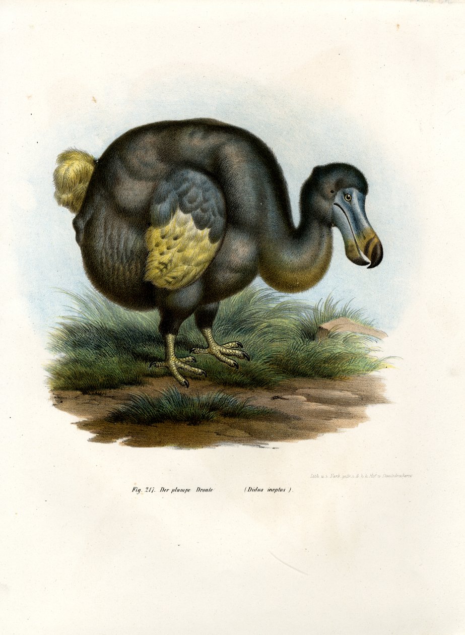 Dodo, 1864 tekijältä German School