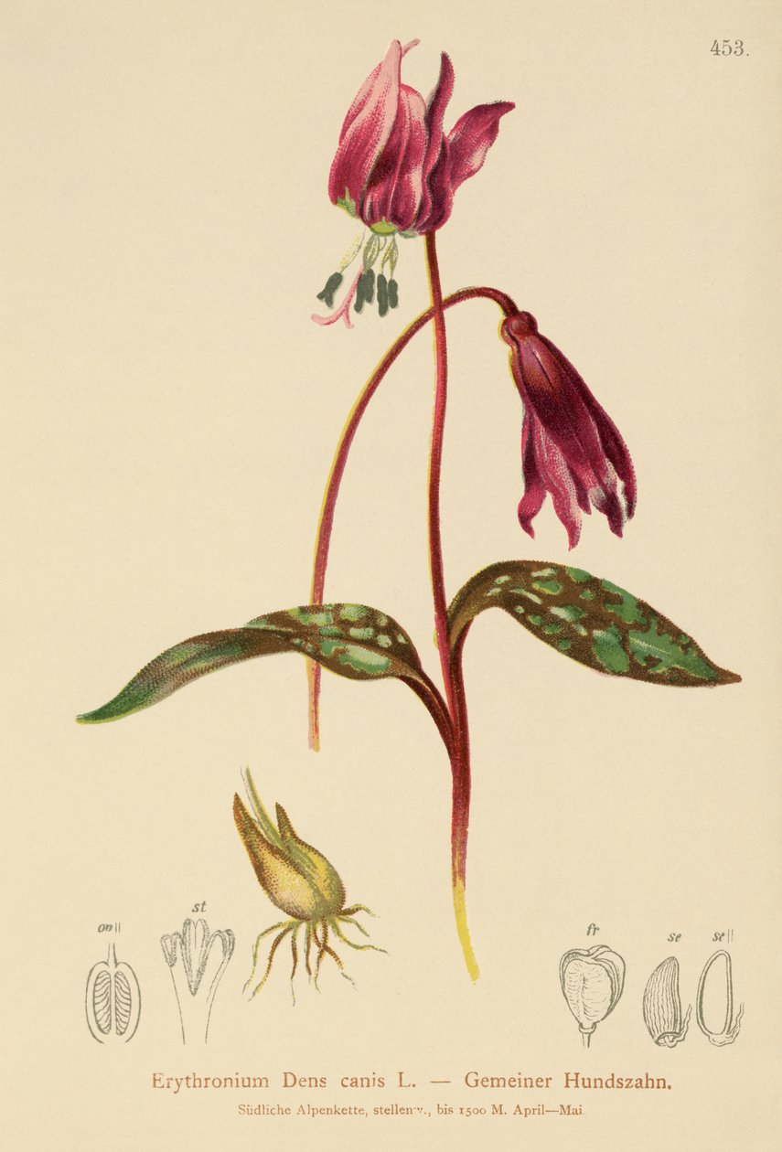 Koirahammasvioletti (Erythronium Dens canis, Erythronium caninum ) tekijältä German School