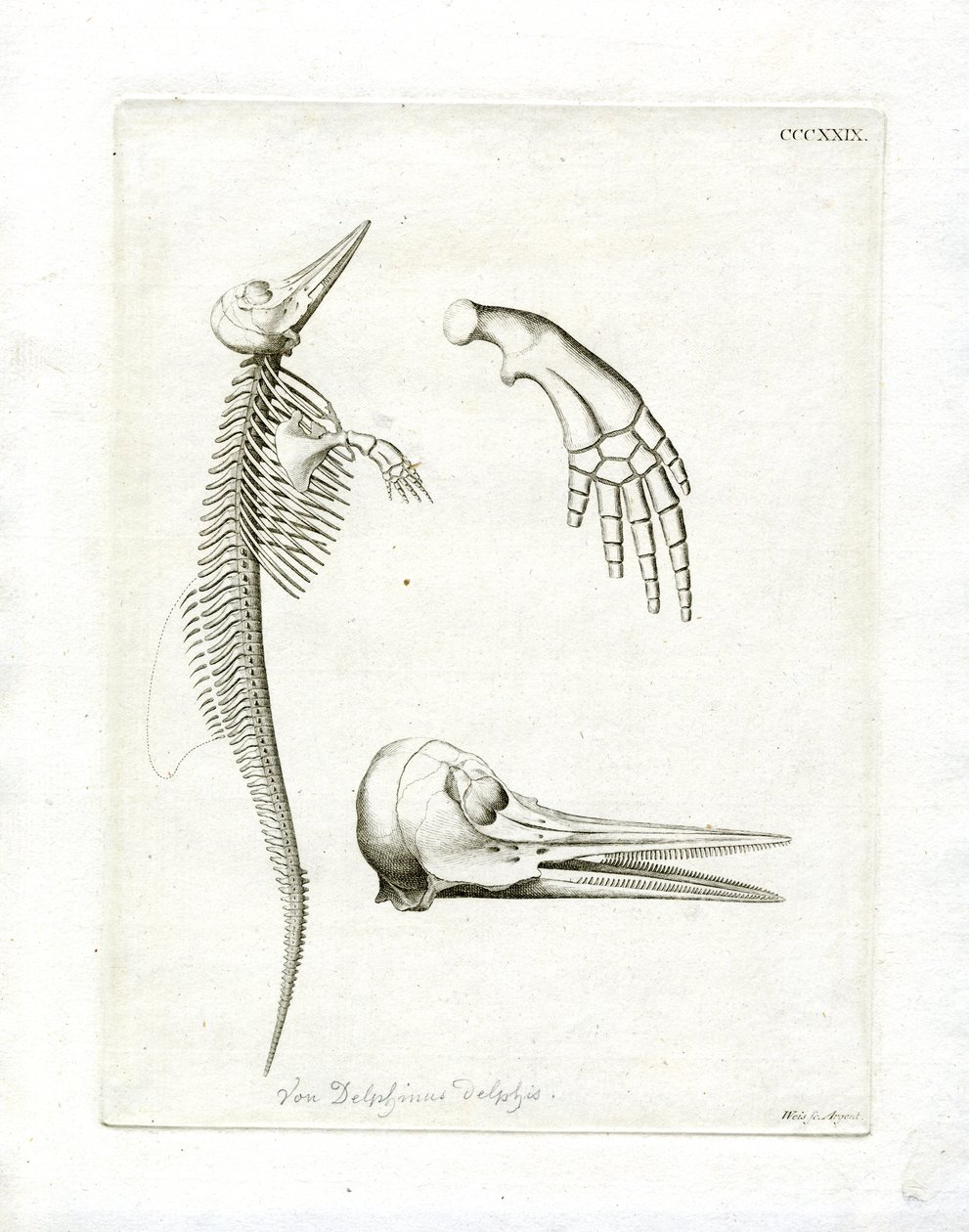 Dolphin Skeleton (värillinen kaiverrus) tekijältä German School