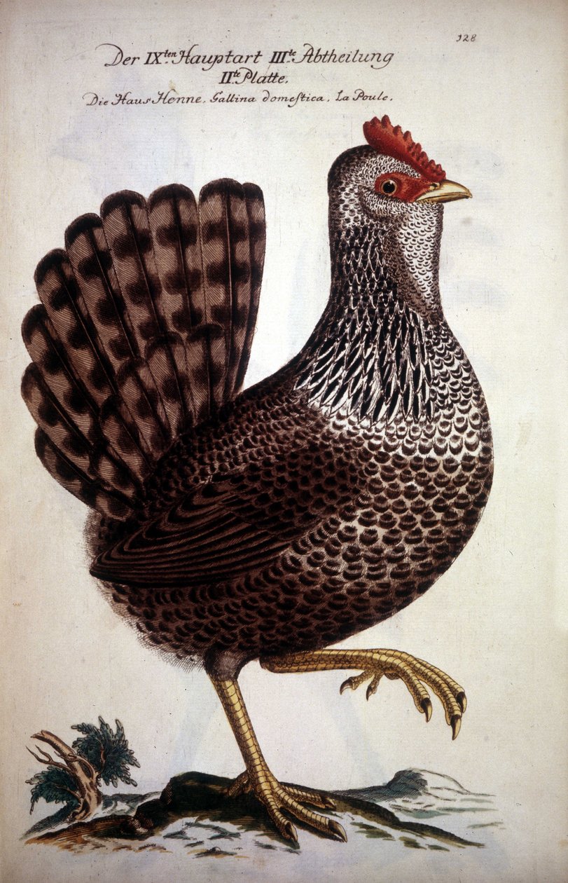 Kotikana - saksalainen tutkielma 1700-luvulta. tekijältä German School