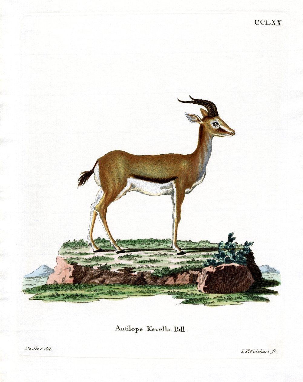 Dorcas Gazelle (värillinen kaiverrus) tekijältä German School