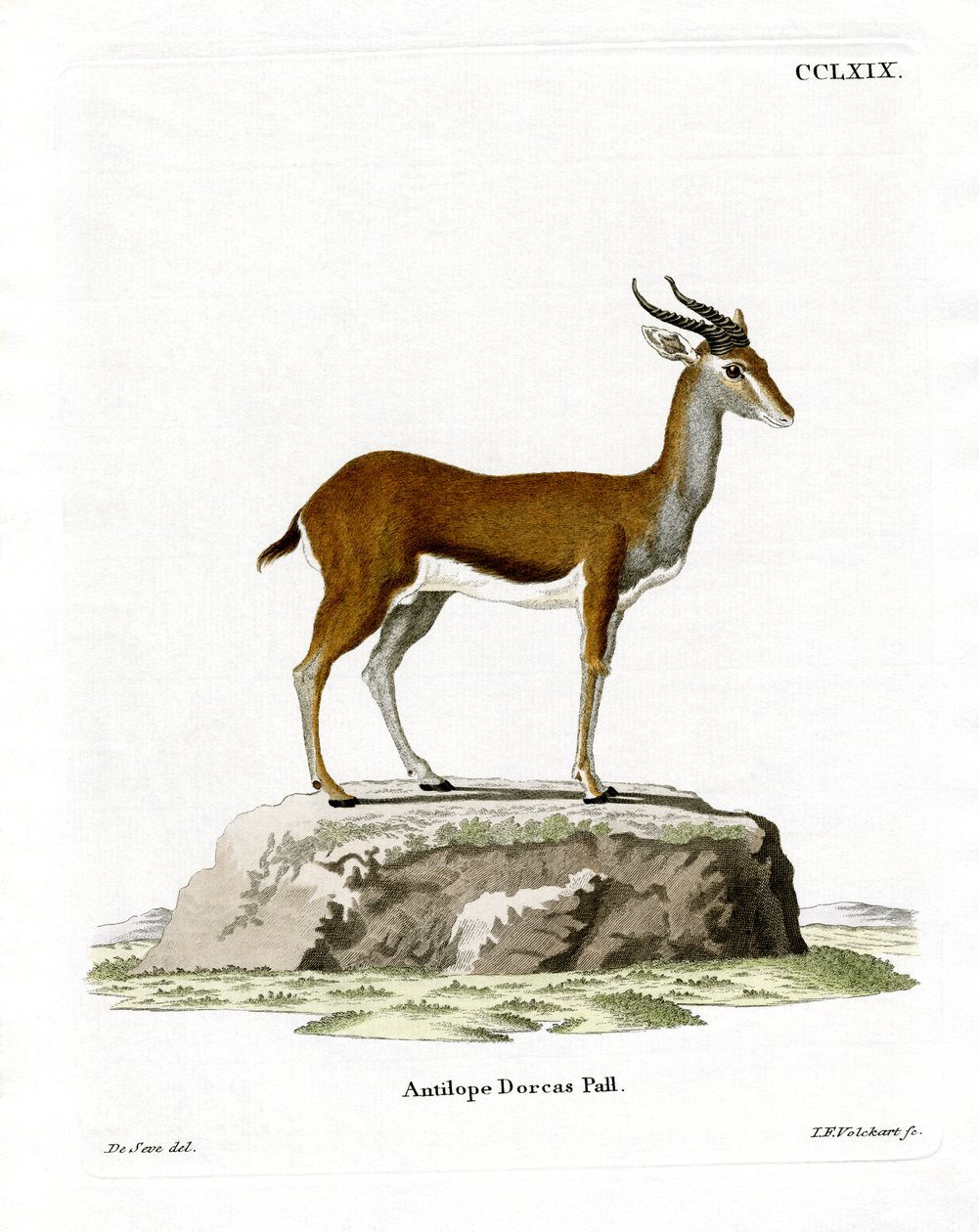 Dorcas Gazelle (värillinen kaiverrus) tekijältä German School