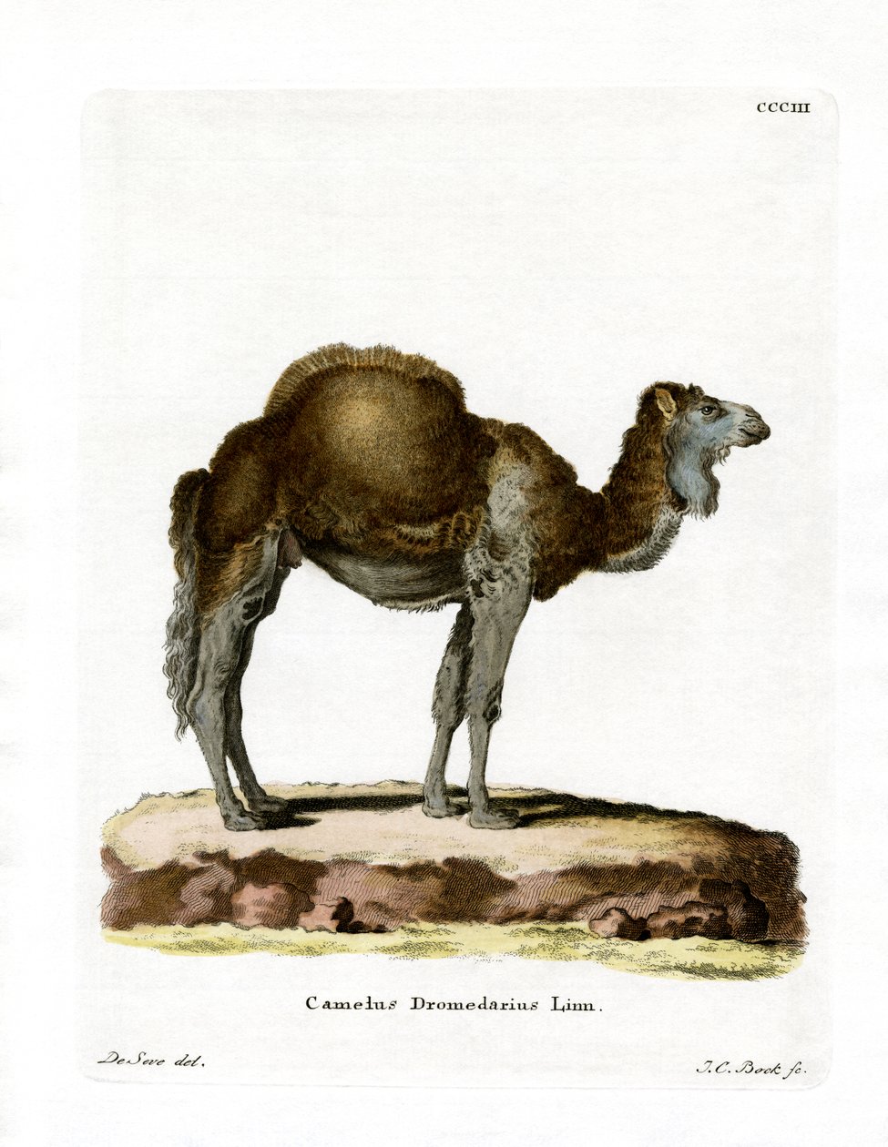 Dromedary (värillinen kaiverrus) tekijältä German School