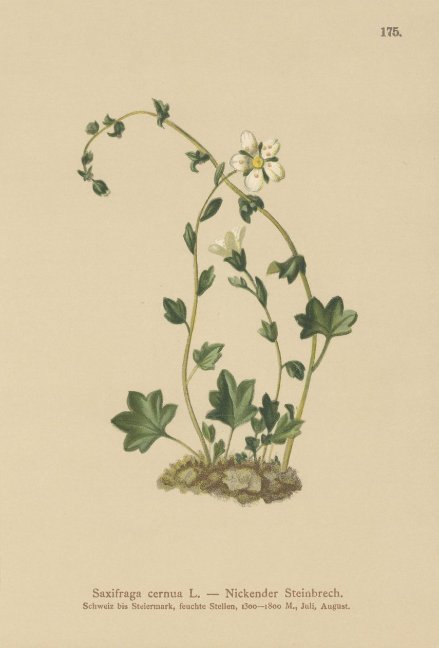 Roikkuva saksifrage (Saxifraga cernua) (väri litho) tekijältä German School