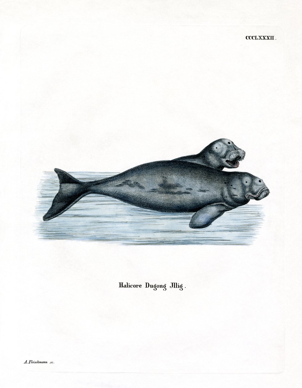 Dugong (värillinen kaiverrus) tekijältä German School