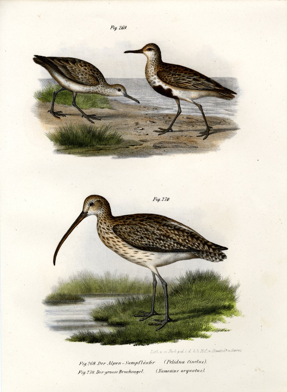 Dunlin, 1864 tekijältä German School
