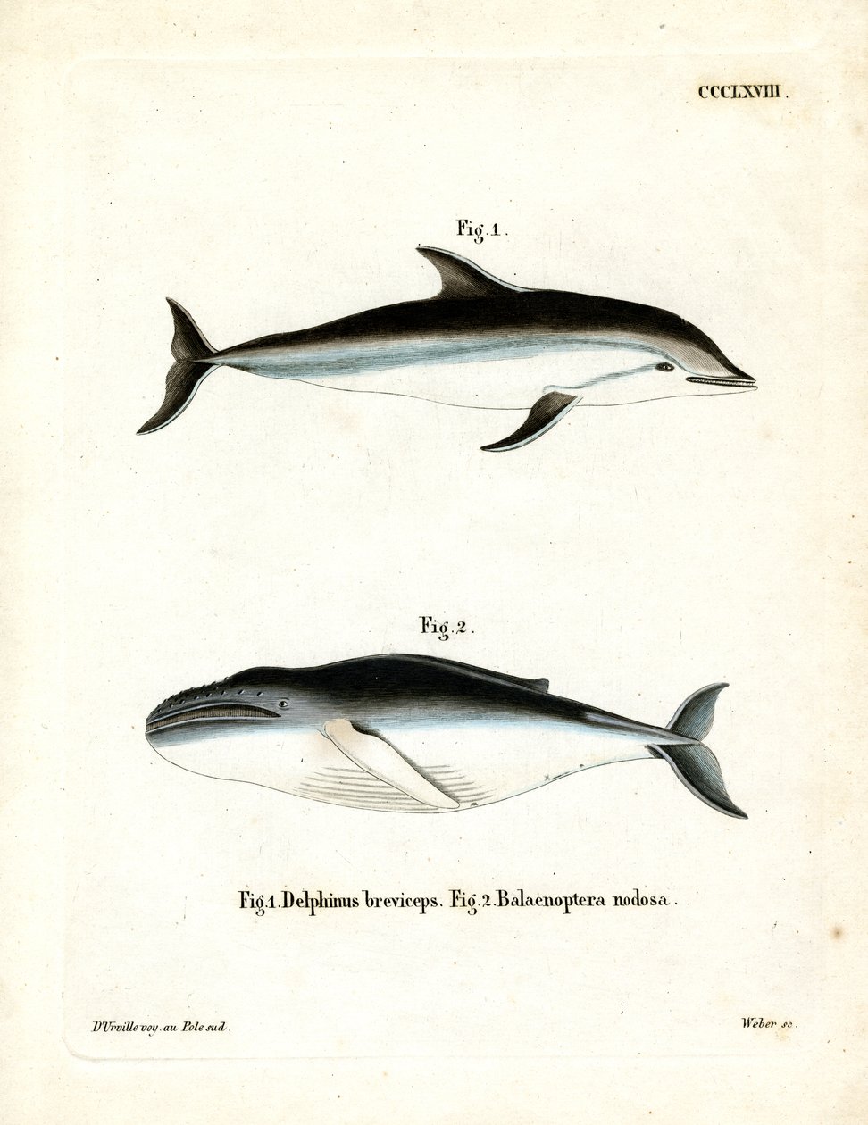 Dusky Dolphin (värillinen kaiverrus) tekijältä German School