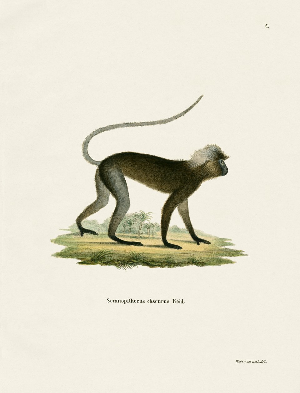 Dusky Leaf Monkey (värillinen kaiverrus) tekijältä German School