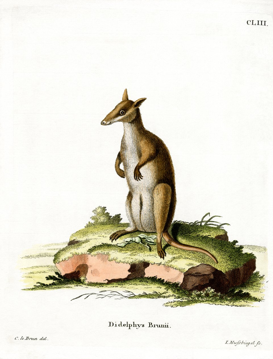 Dusky Wallaby (värillinen kaiverrus) tekijältä German School