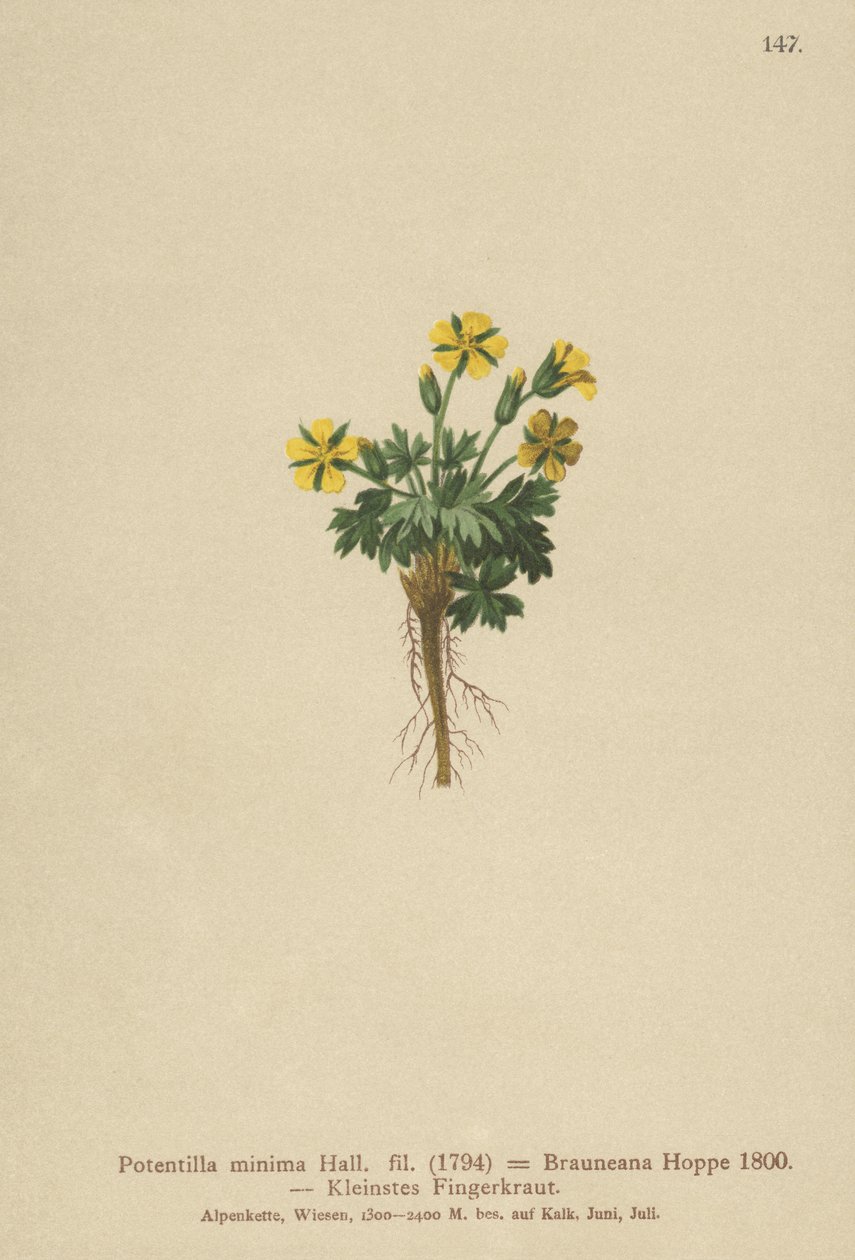 Dwarf Cinquefoil (Potentilla minima, Potentilla Brauneana, Potentilla dubia) tekijältä German School