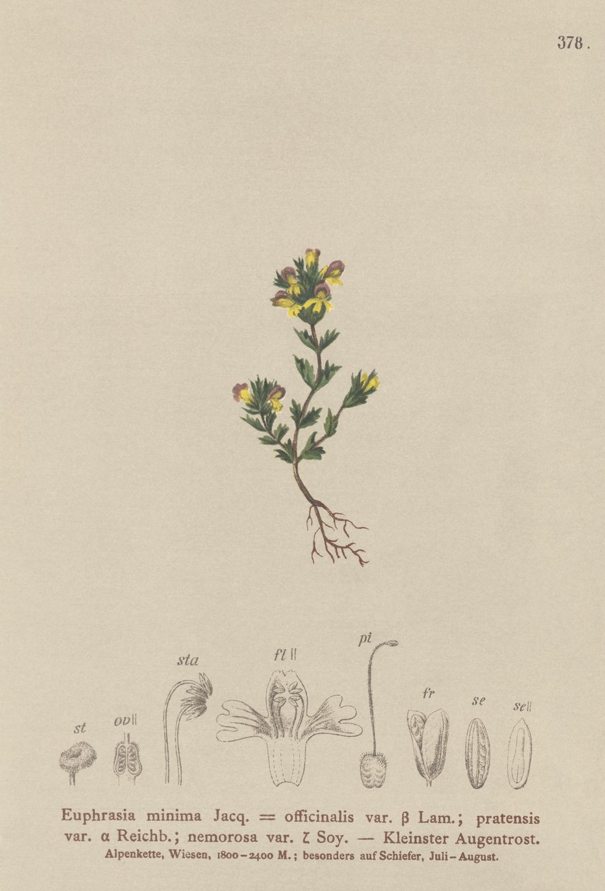 Dwarf Eyebright (Euphrasia minima, Euphrasia officinalis, Euphrasia pratensis var. nemorosa) tekijältä German School