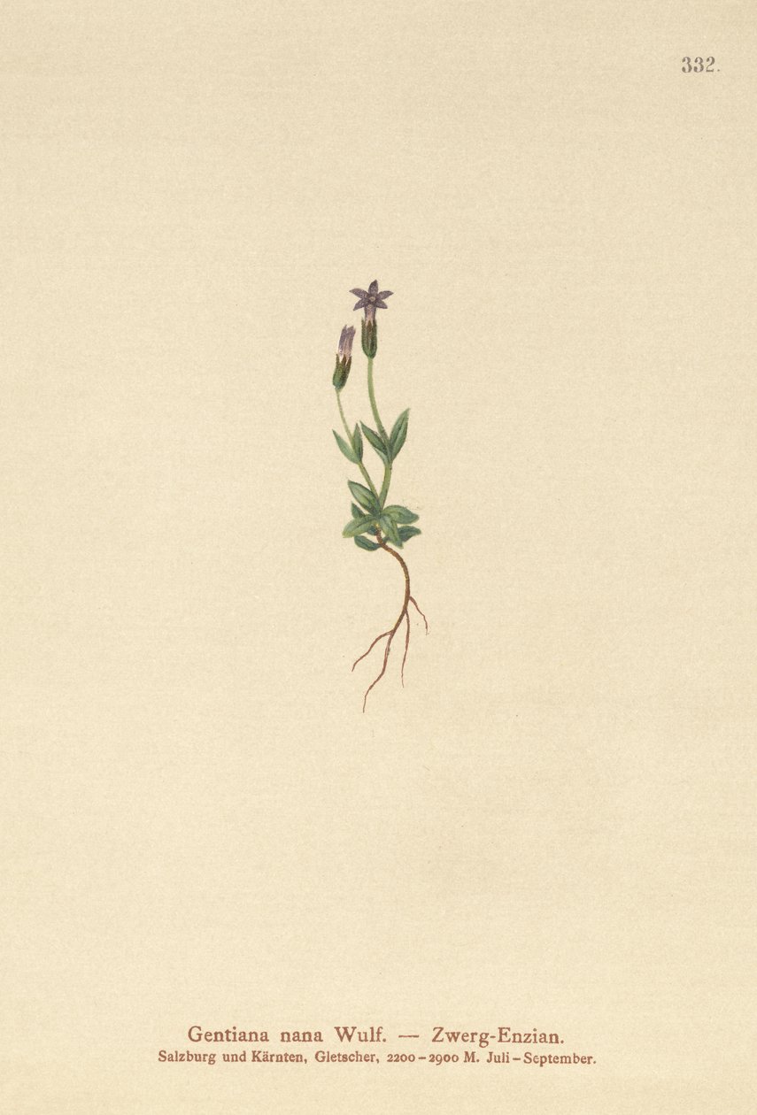 Kääpiö Gentian (Gentiana nana, Gentianella nana) tekijältä German School