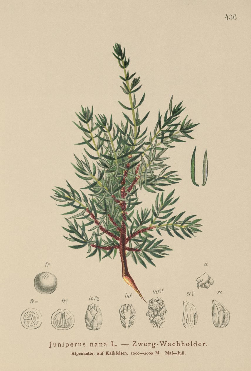 Kääpiökataja (Juniperus nana, Juniperus communis subsp. nana, Juniperus communis var. saxatilis) tekijältä German School