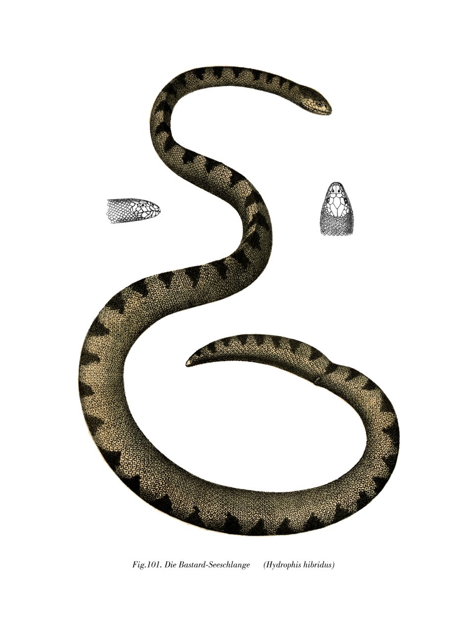 Dwarf Seasnake (väri litho) tekijältä German School