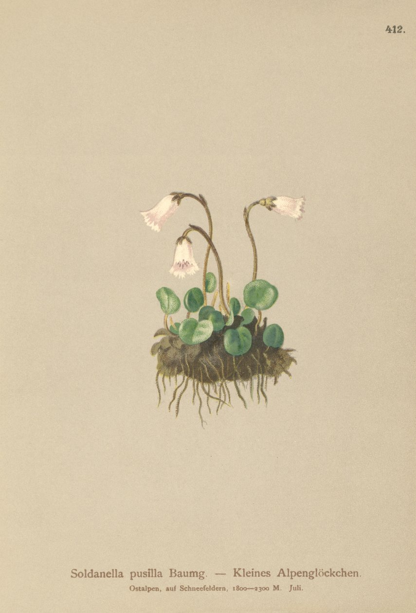 Kääpiölumikello (Soldanella pusilla, Soldanella alpicola) tekijältä German School