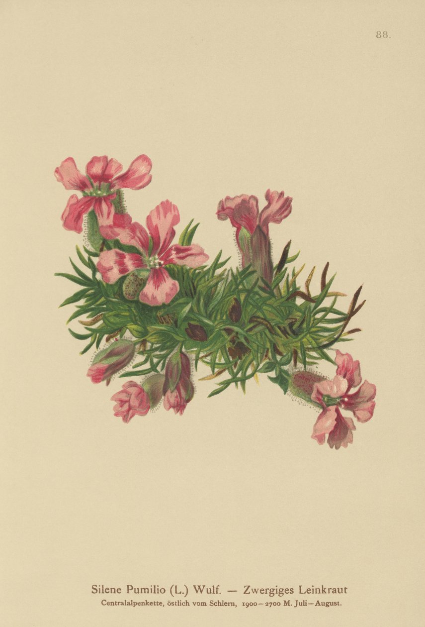 Kääpiösaippuamato (Silene Pumilio, Saponaria pumilia) tekijältä German School