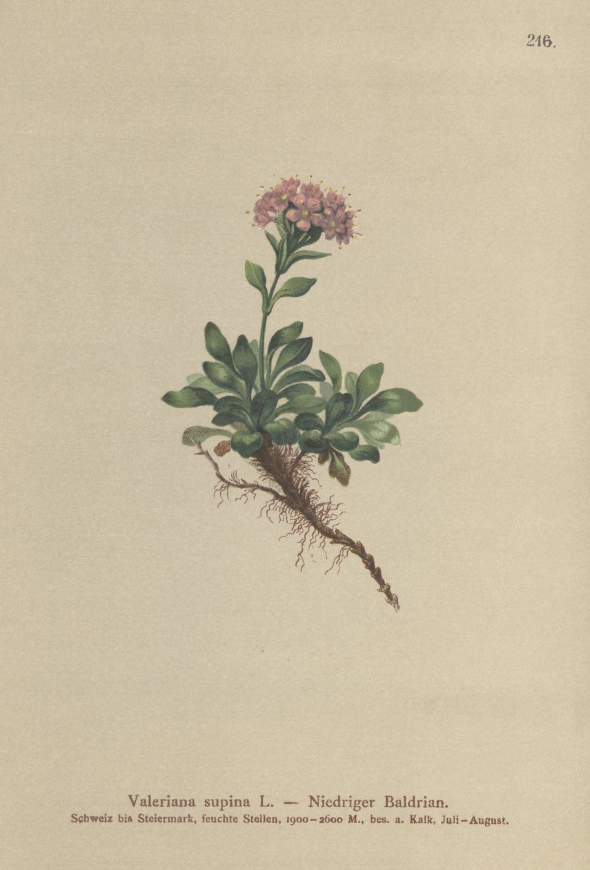Kääpiö Valerian (Valeriana supina) tekijältä German School