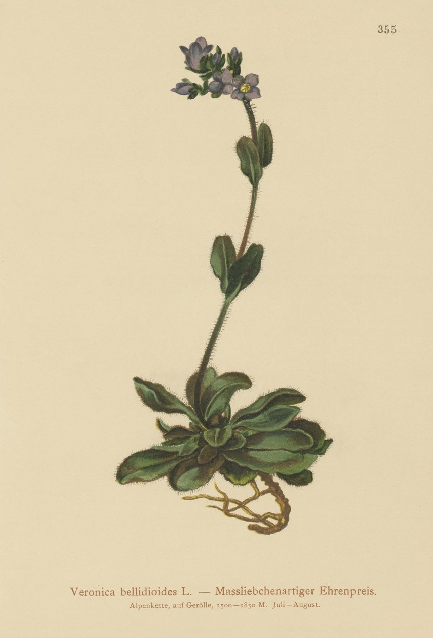 Kääpiö sininen speedwell (Veronica bellidioides) (Veronica bellidioides) tekijältä German School