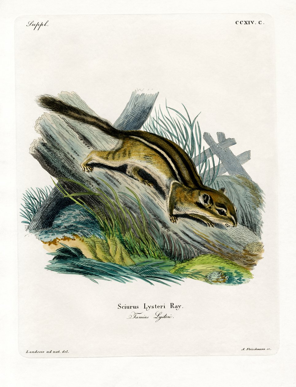 Eastern Chipmunk (värillinen kaiverrus) tekijältä German School