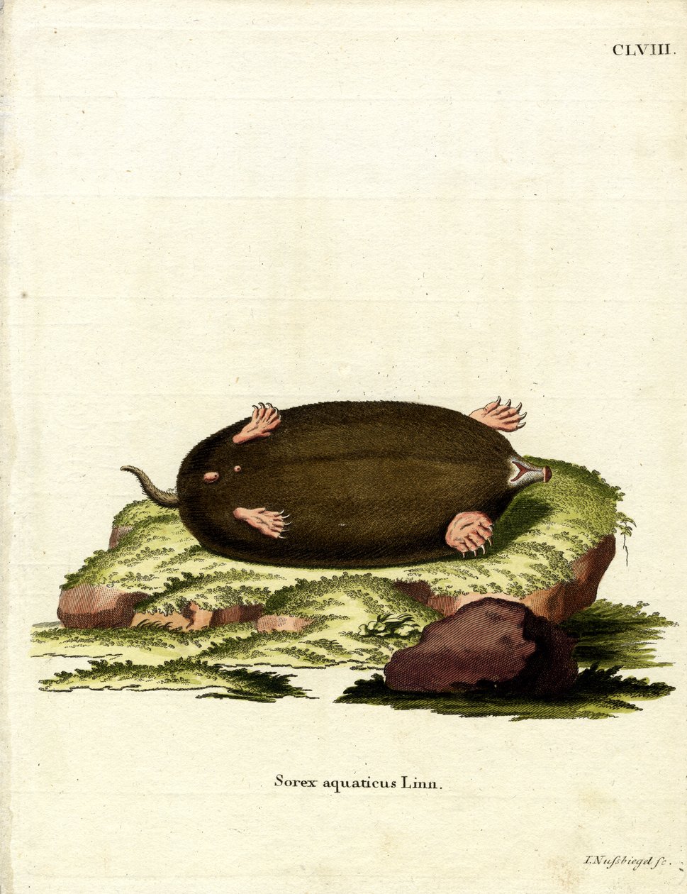 Eastern Mole (värillinen kaiverrus) tekijältä German School