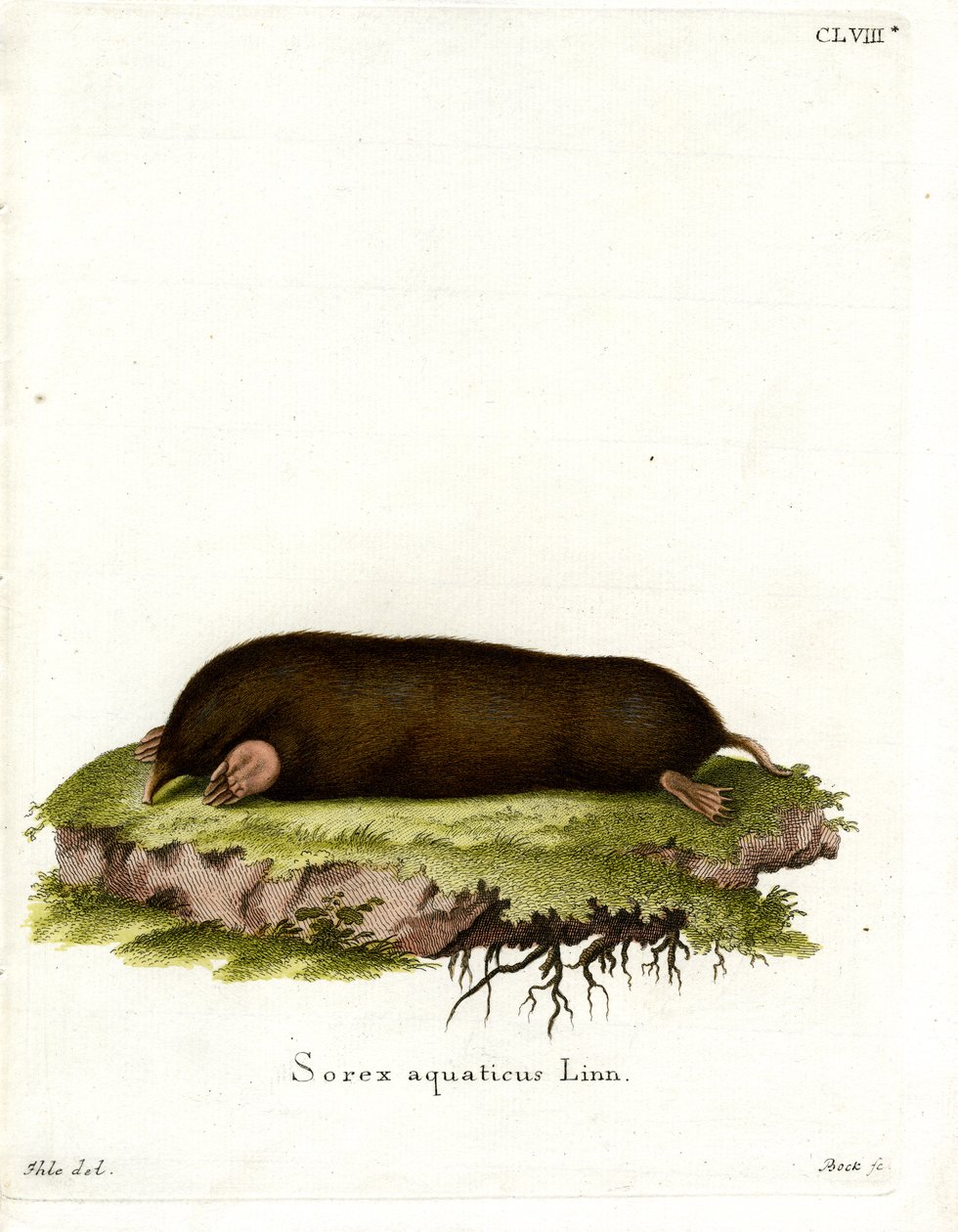 Eastern Mole (värillinen kaiverrus) tekijältä German School