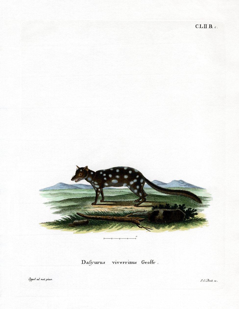Eastern Quoll (värillinen kaiverrus) tekijältä German School