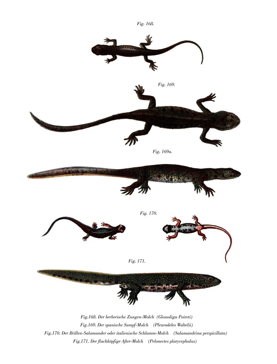 Edough Peninsula Ribbed Newt (väri litho) tekijältä German School