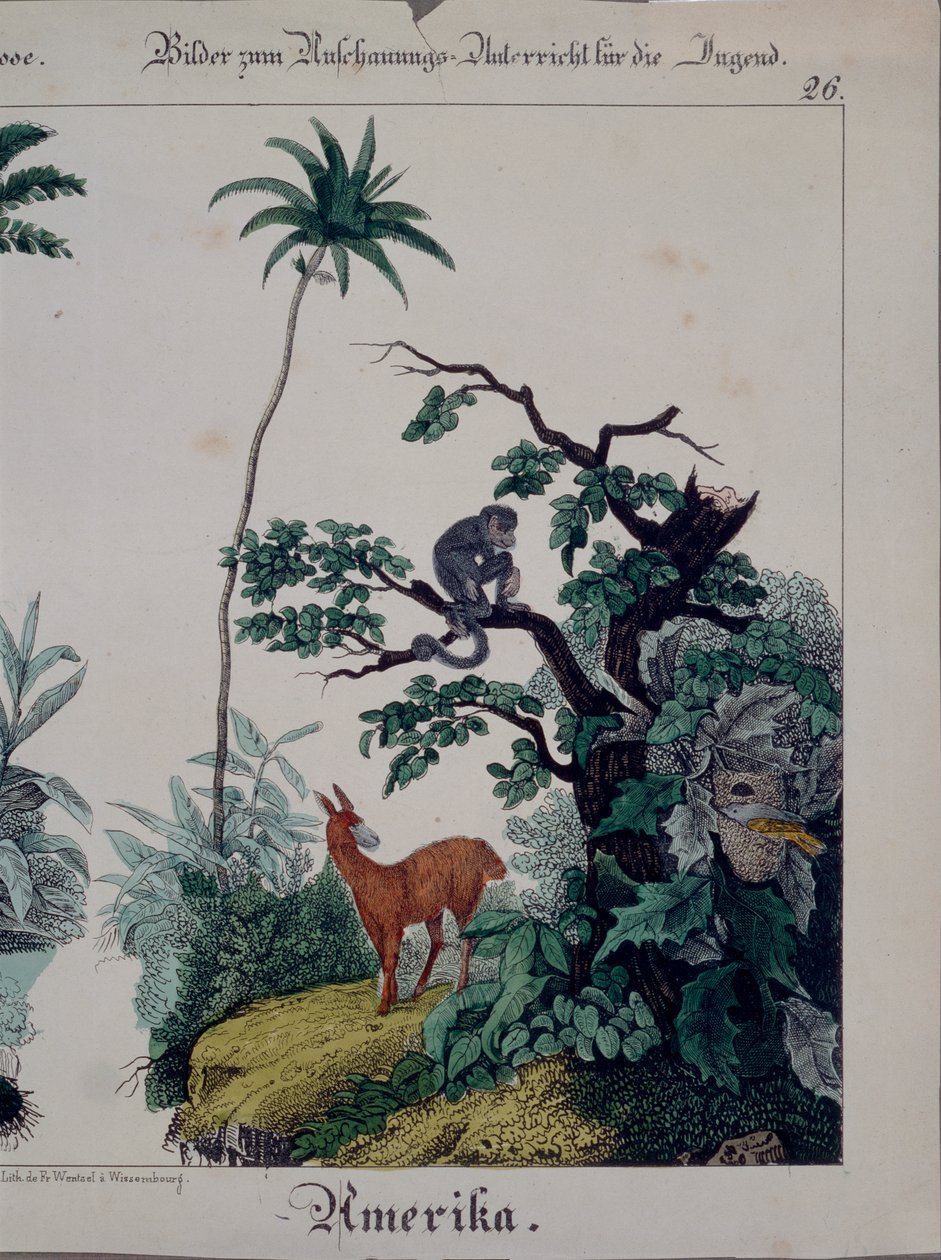 Koulutusjuliste Etelä-Amerikan kasvistosta ja eläimistöstä, oikealla puolella, julkaisija F. Wentzel, Weissenburg, 1840 (katso myös 379941) tekijältä German School