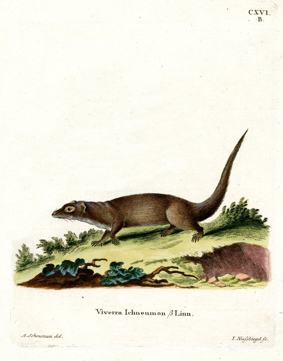 Egyptin Mongoose (värillinen kaiverrus) tekijältä German School