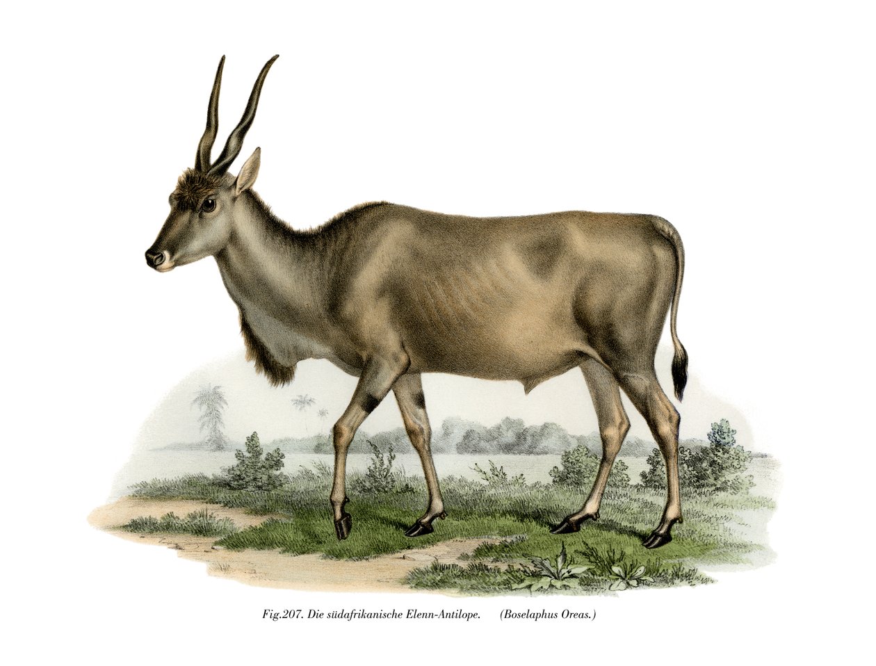 Eland, 1860 tekijältä German School