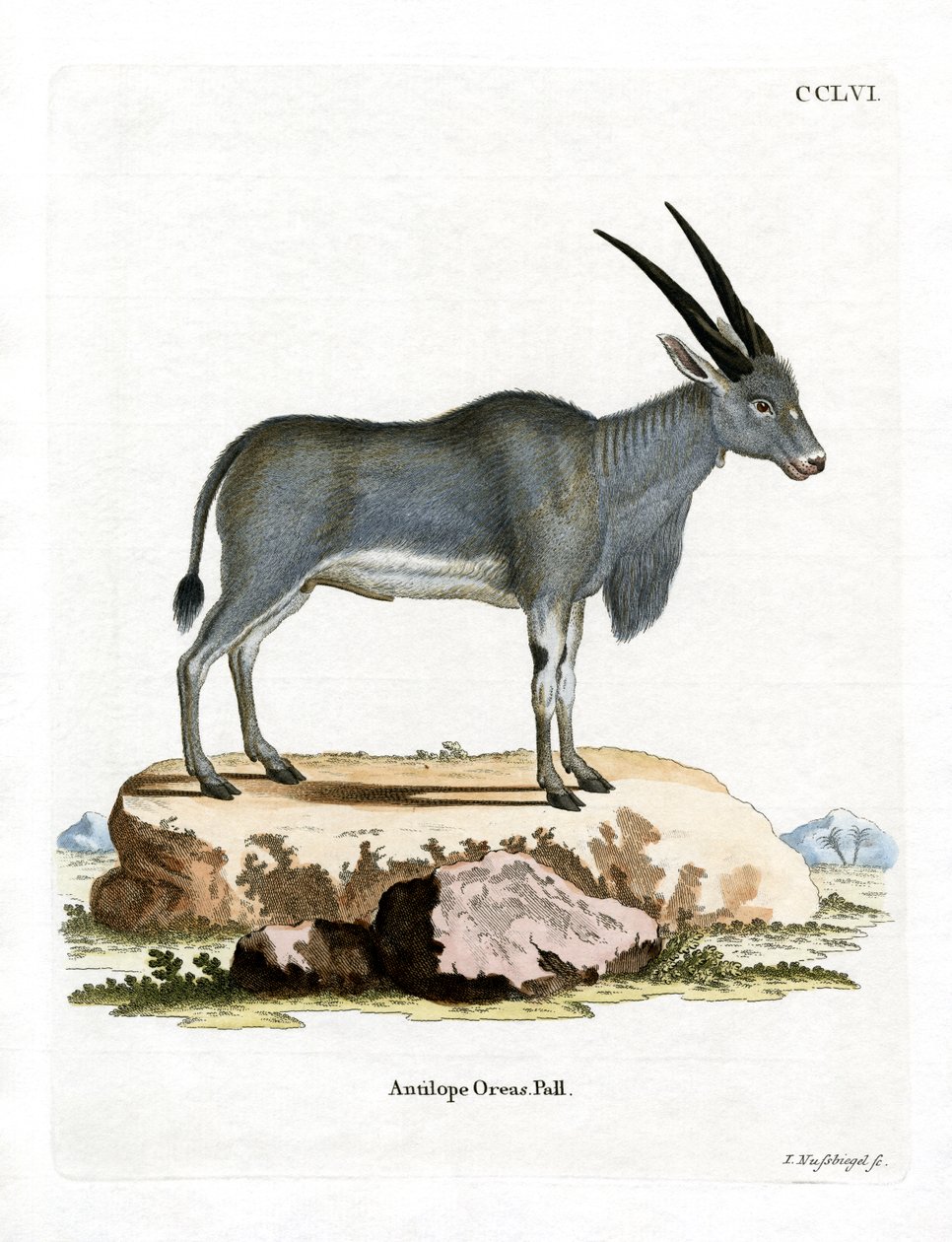 Eland Antelope (värillinen kaiverrus) tekijältä German School