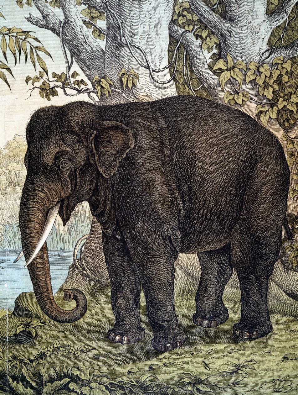 Elephant - julkaisussa "Nisäkkäiden luonnonhistoria", toim. Schreiber, München tekijältä German School