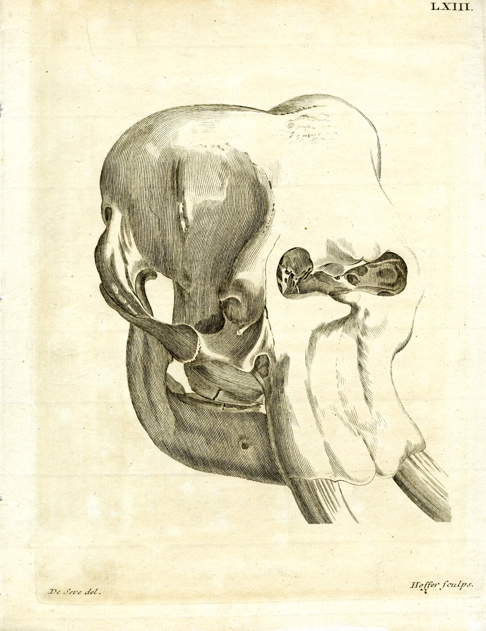 Elephant Skull (värillinen kaiverrus) tekijältä German School