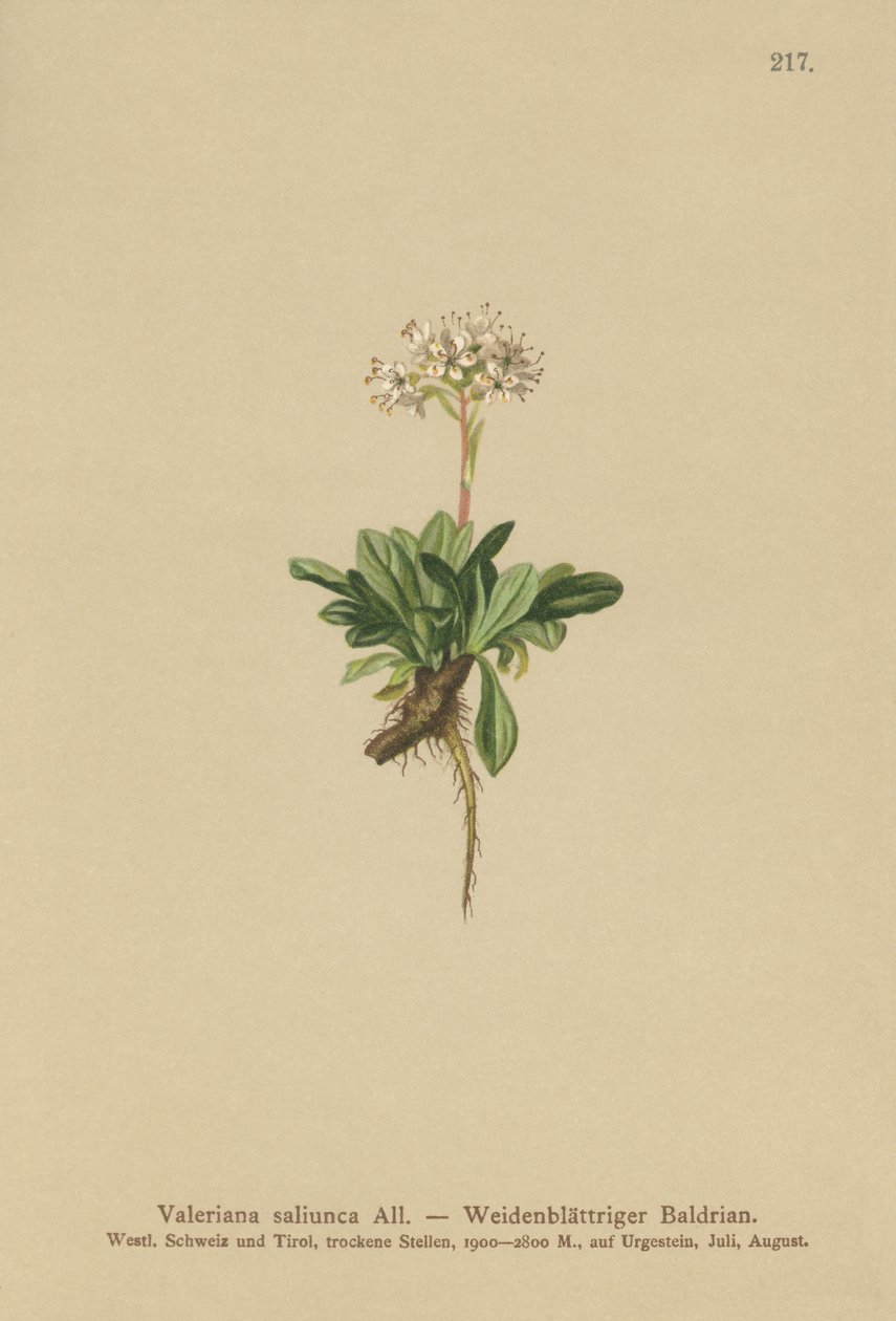 Kokolehtinen Valerian tekijältä German School