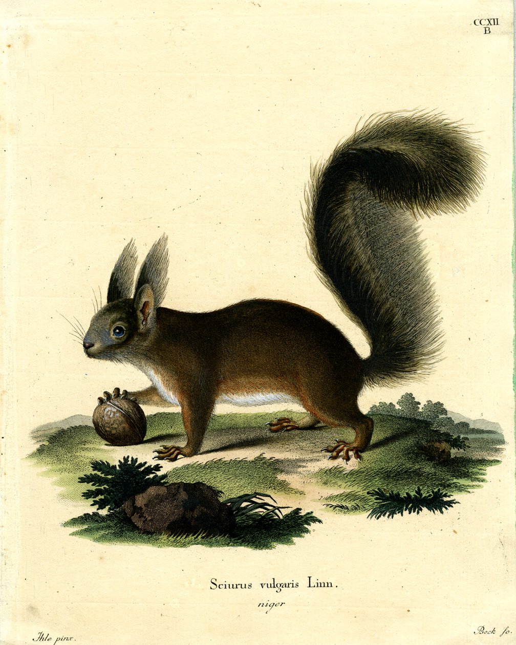 Euraasian punainen orava (värillinen kaiverrus) tekijältä German School
