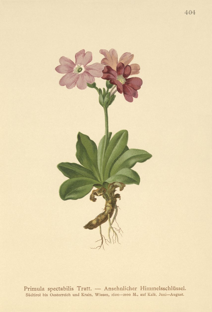 Euroopan alppihelokko (Primula spectabilis, Auriculastrum primula) tekijältä German School
