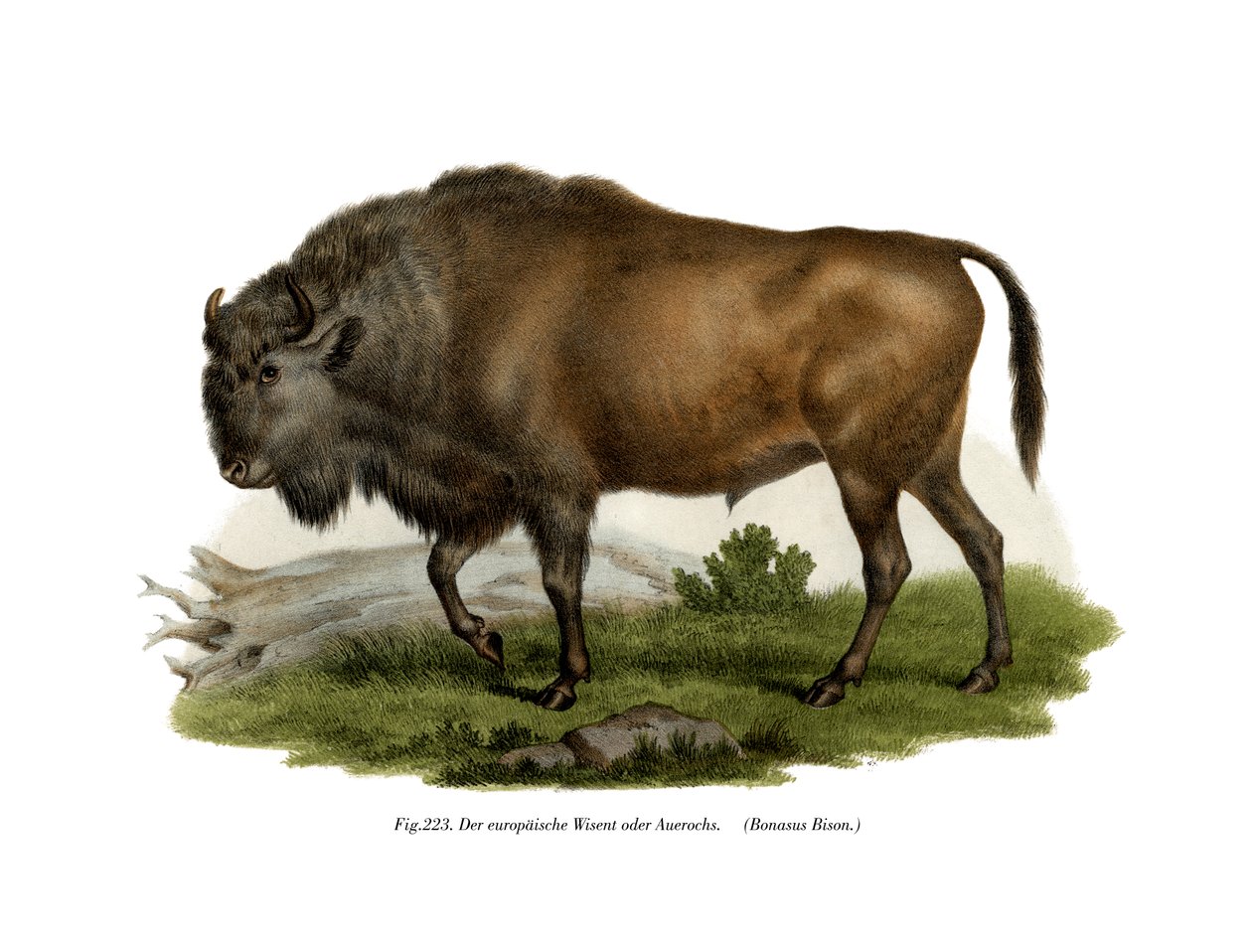 Euroopan biisoni, 1860 tekijältä German School