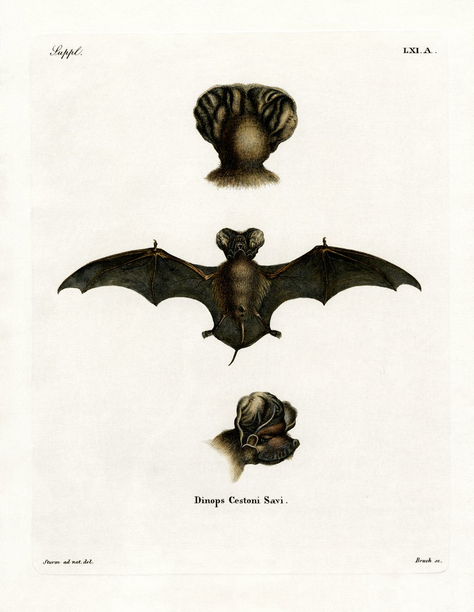 European Free-tailed Bat (värillinen kaiverrus) tekijältä German School