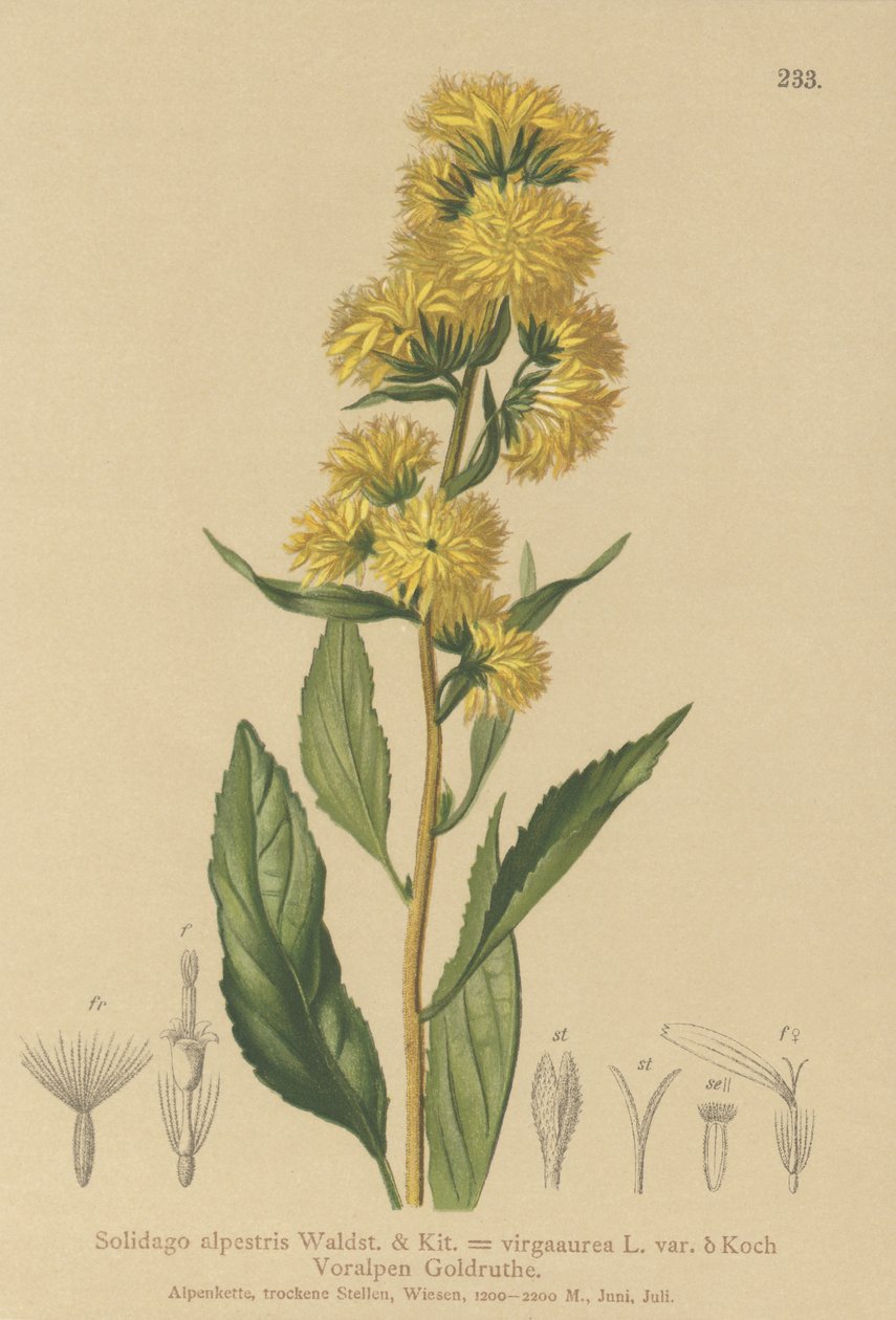 Euroopan kultapiippu (Solidago alpestris, Solidago virgaaurea, Solidago virgaurea) tekijältä German School