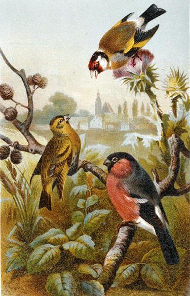 European Goldfinch, Icterine Greenbul ja Eurasian Bullfinch, levy "Brehms Tierleben: Allgemeine Kunde des Tierreichs", osa 4, s. 57, julkaisija Bibliographisches Institut tekijältä German School