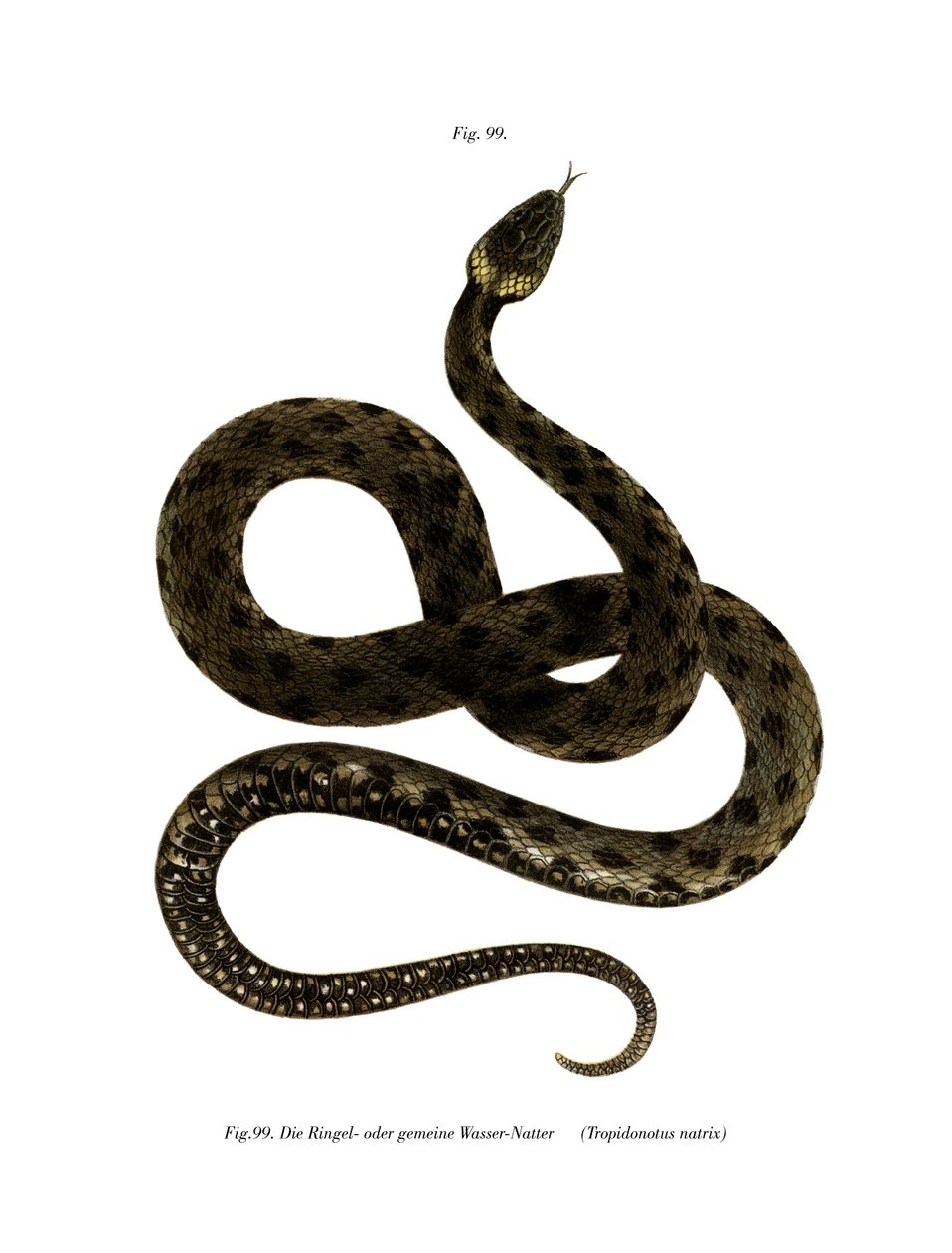 European Grass Snake (väri litho) tekijältä German School