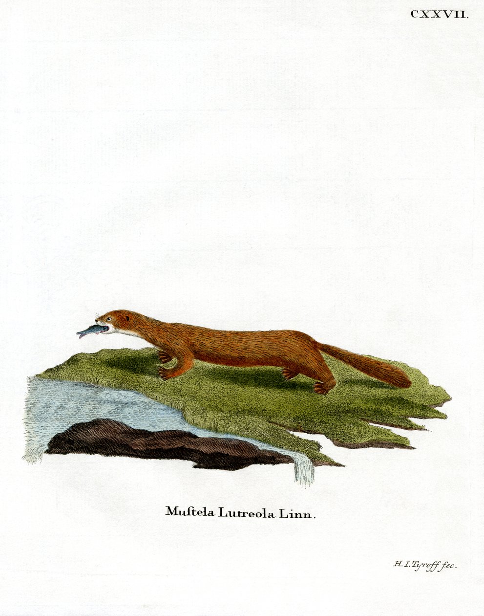 European Mink (värillinen kaiverrus) tekijältä German School