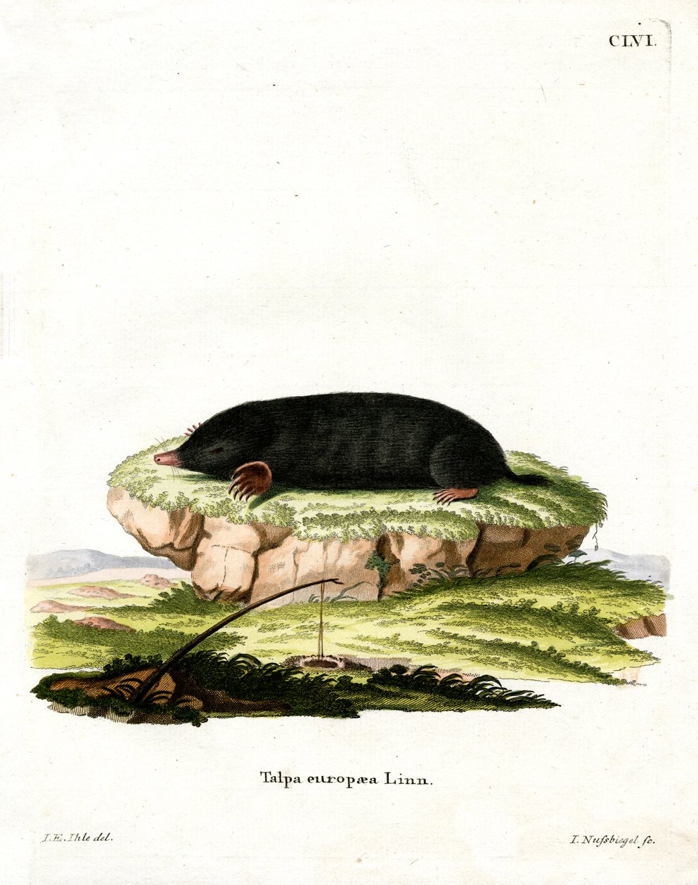 European Mole (värillinen kaiverrus) tekijältä German School