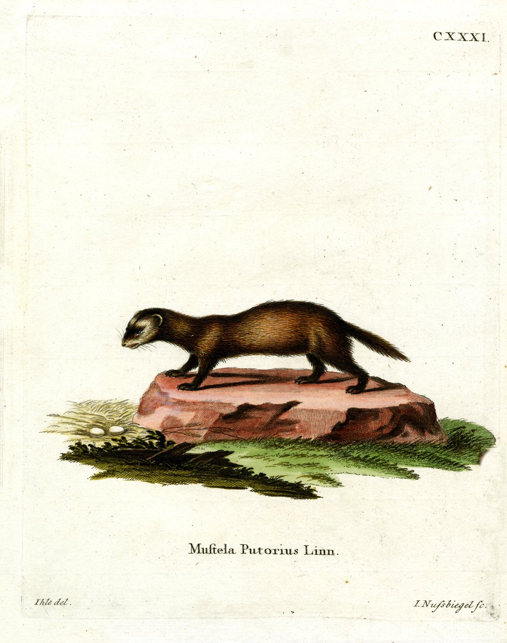 European Polecat (värillinen kaiverrus) tekijältä German School